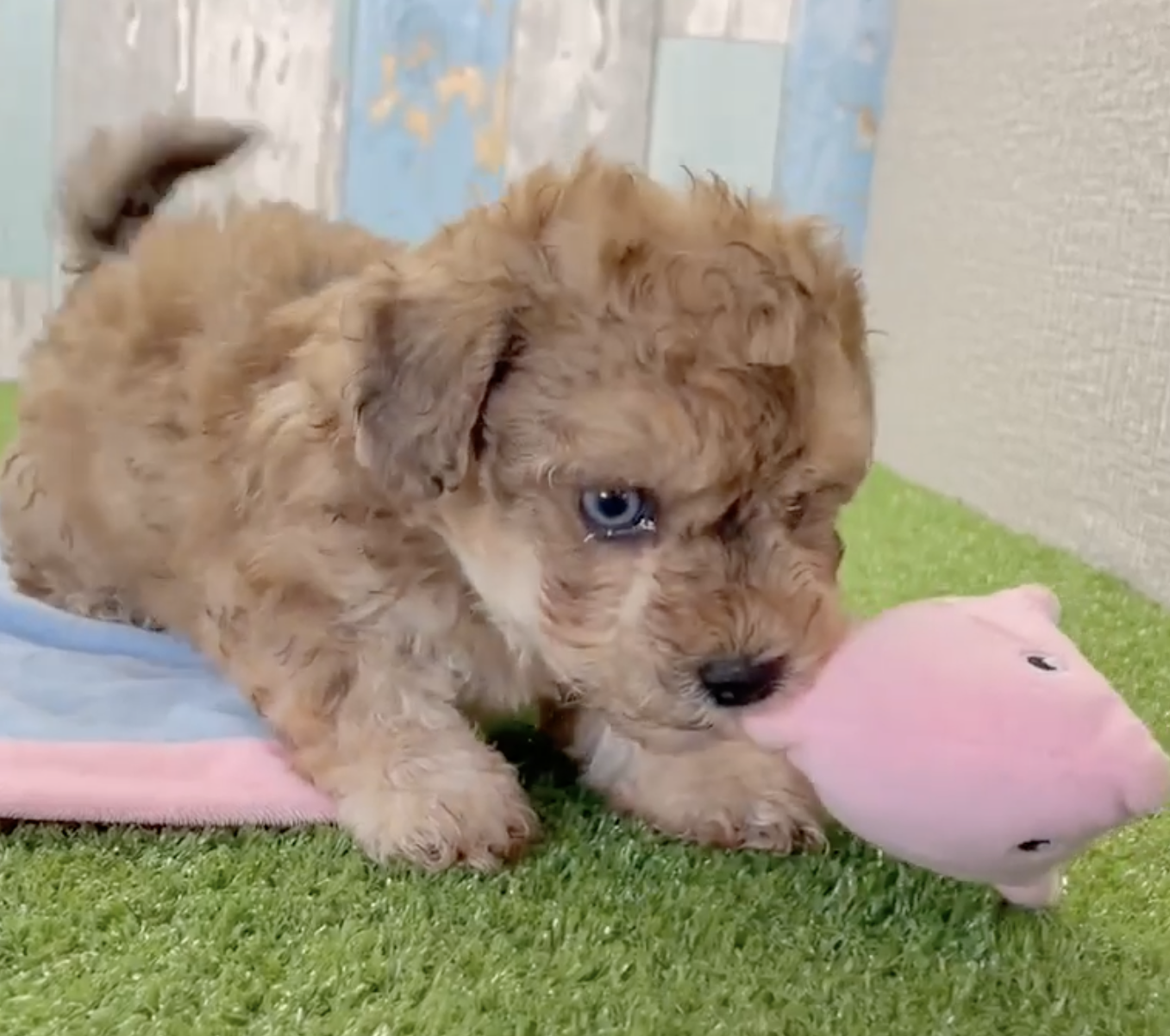 Poochon Breed Info